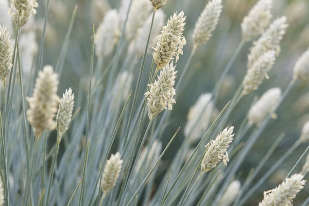 Sesleria nitida pluimen