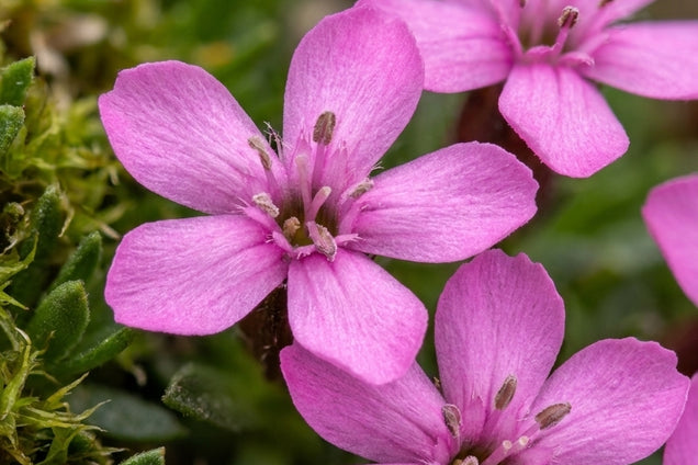 Silene acaulis 'Floribunda' bloem
