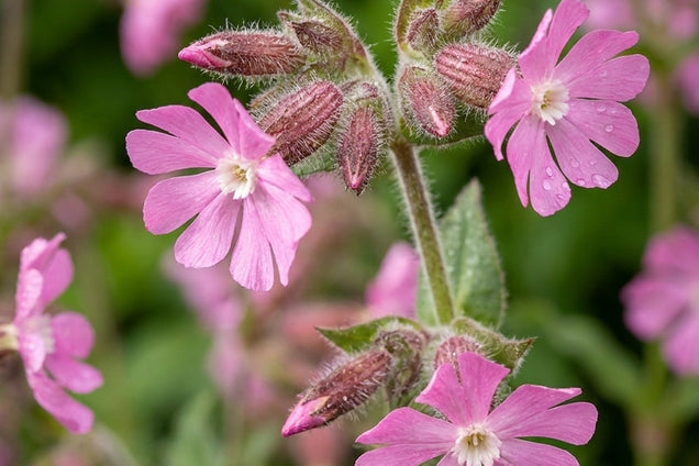 Silene dioica 'Rollies Favorite' bloemen