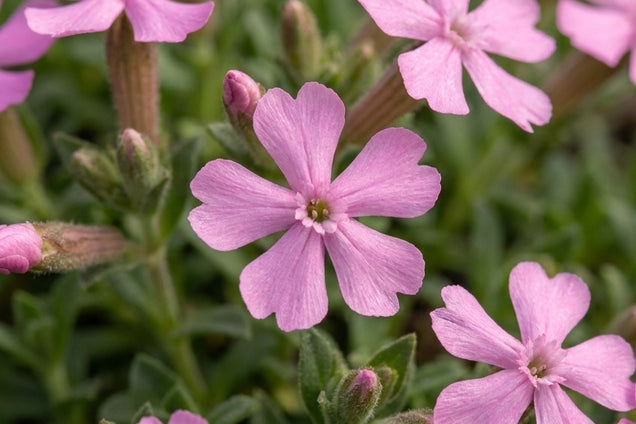 Silene schafta bloem