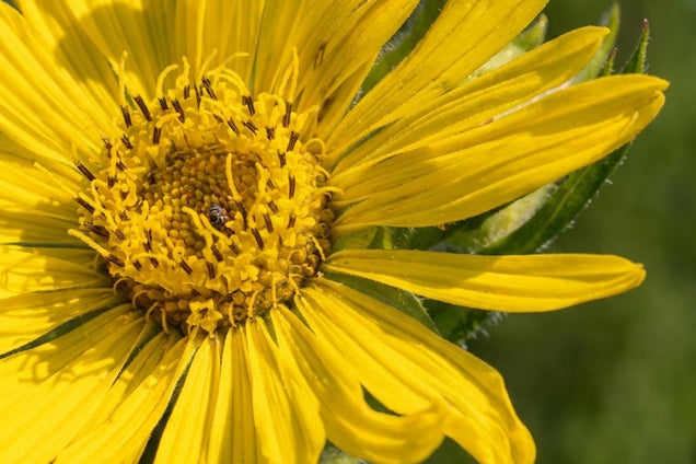 Silphium laciniatum bloem