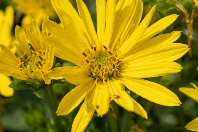 Silphium perfoliatum bloem