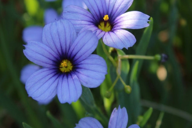 Sisyrinchium 'Devon Skies' bloem