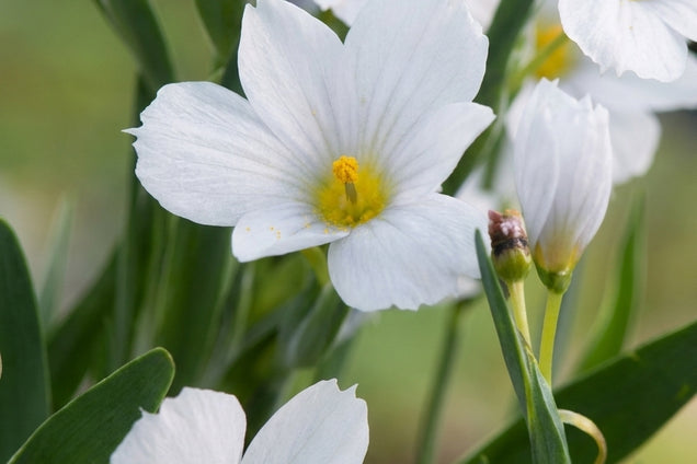 Sisyrinchium 'Iceberg' bloem