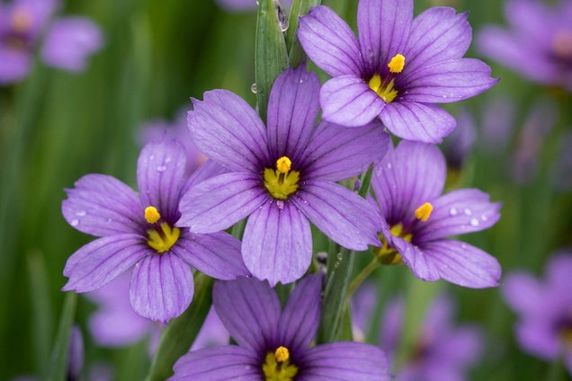 Sisyrinchium 'Sapphire' bloem