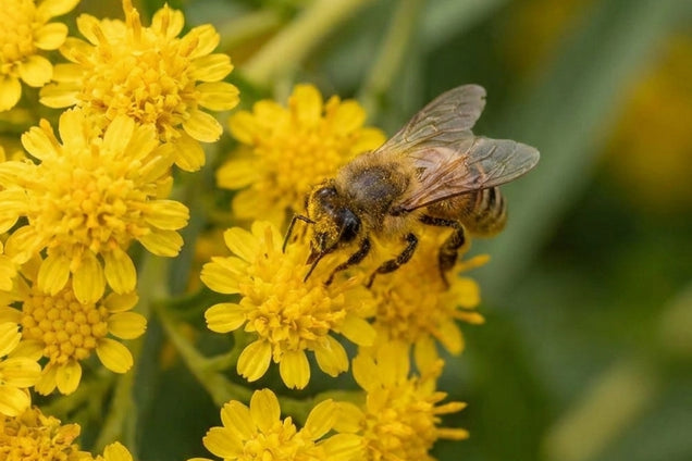 Solidago sempervirens 'Goldene Wellen' bloemen