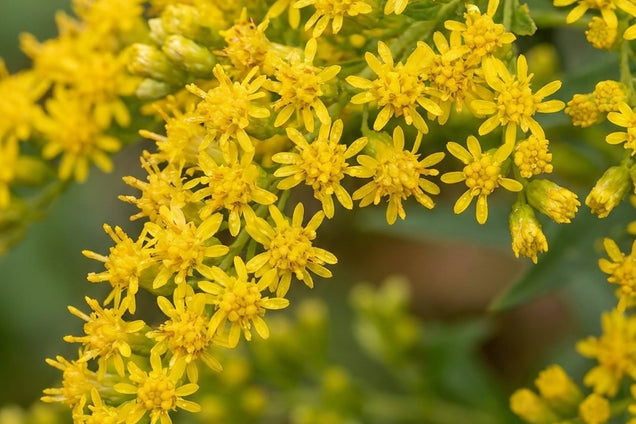 Solidago shortii 'Solar Cascade' bloem