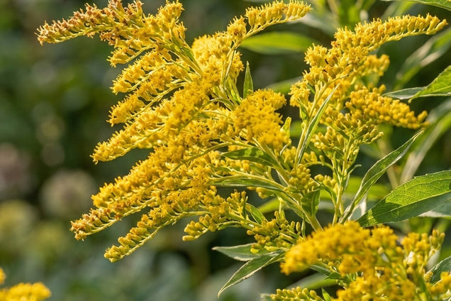 Solidago 'Spätgold' bloem
