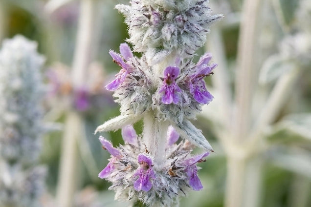 Stachys byzantina 'Big Ears' bloem