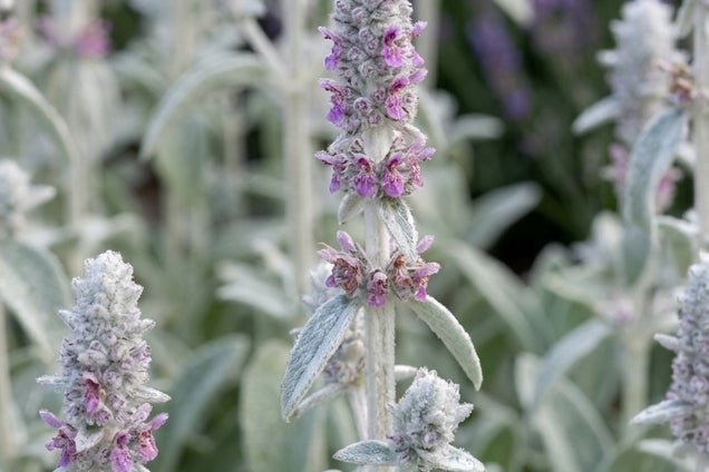 Stachys byzantina bloem