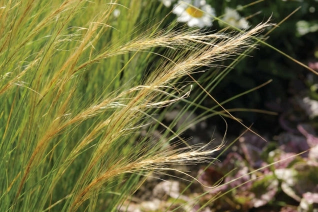 Stipa tenuissima 'Ponytails' pluimen