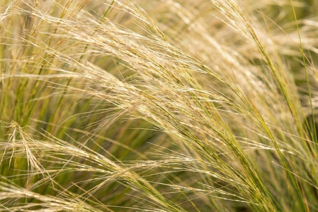 Stipa tenuissima pluimen