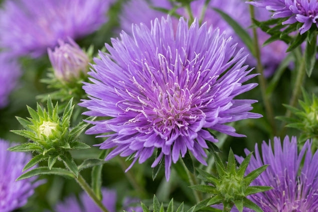 Stokesia laevis 'Peachie's Pick' bloem