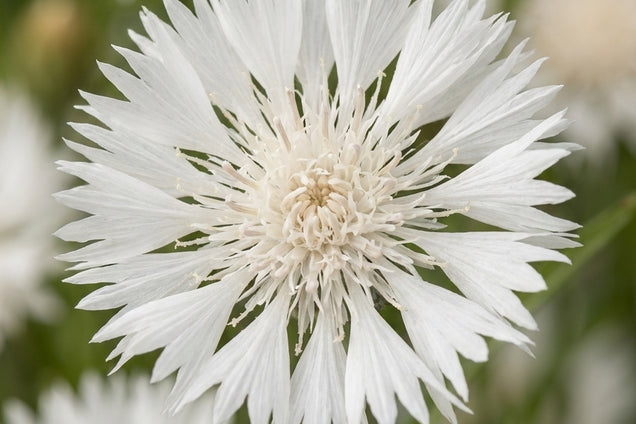 Stokesia laevis 'Träumerei' bloem