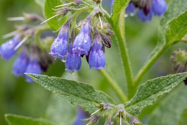 Symphytum grandiflorum 'Hidcote Blue' bloem