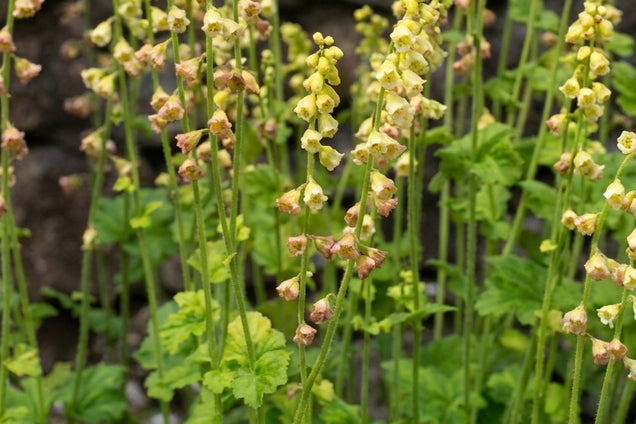 Tellima grandiflora bloesem