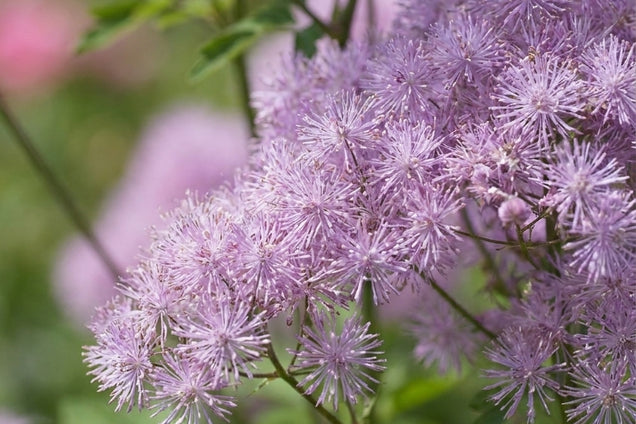 Thalictrum aquilegifolium 'My Little Favourite' bloem