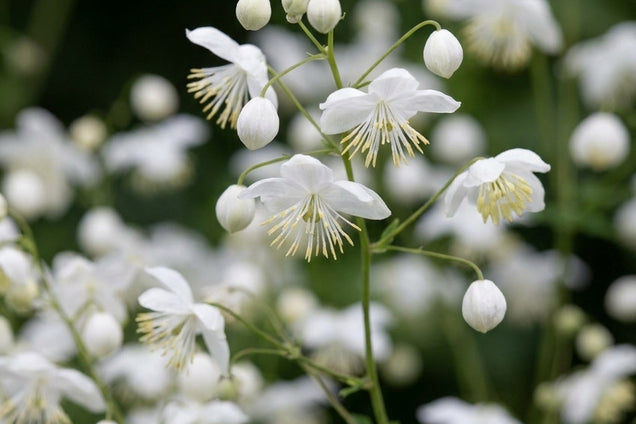 Thalictrum delavayi 'FR21034' bloem