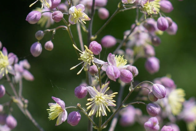 Thalictrum 'Elin' bloem