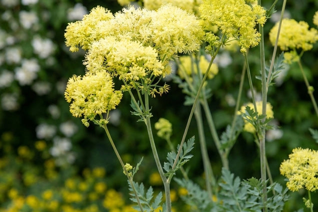 Thalictrum flavum 'Tukker Princess' bloem