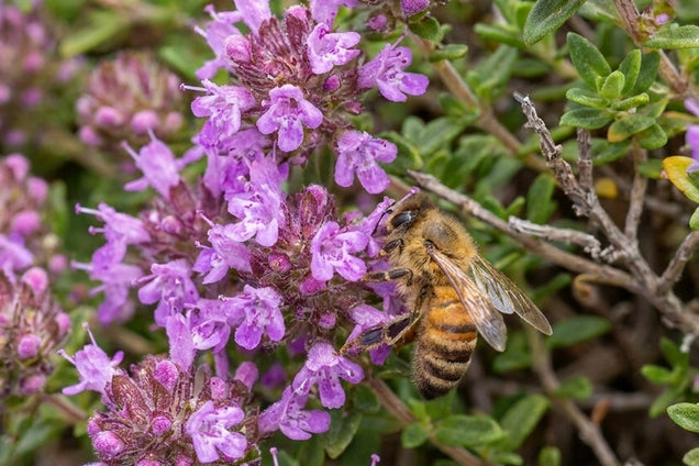Thymus capitatus bloem