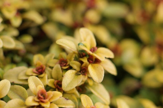 Thymus citriodorus 'Aureus' blad