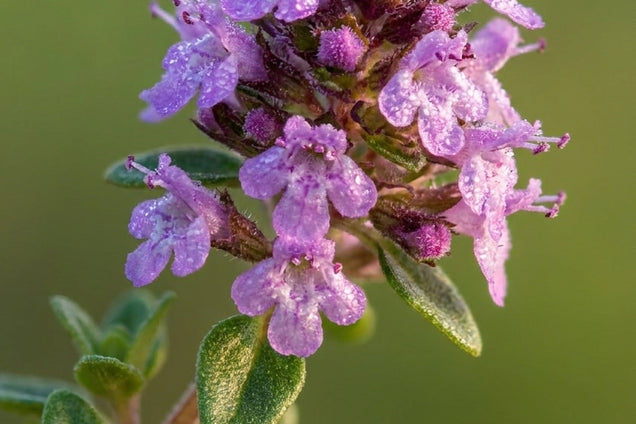 Thymus citriodorus 'Bertram Anderson' bloem