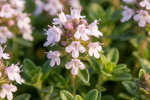 Thymus citriodorus 'Golden Dwarf' bloem