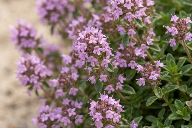 Thymus 'Doone Valley' bloem
