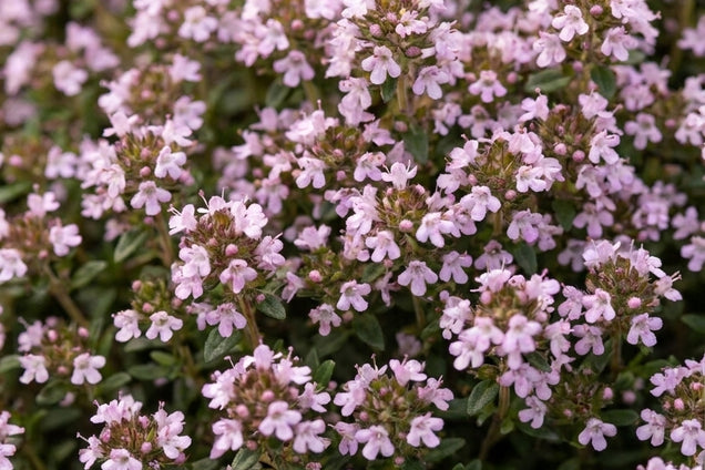 Thymus 'Duftkissen' bloemen
