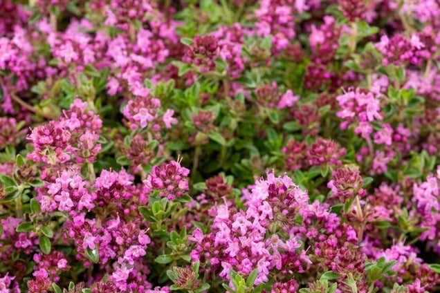 Thymus 'Magic Carpet' bloemen