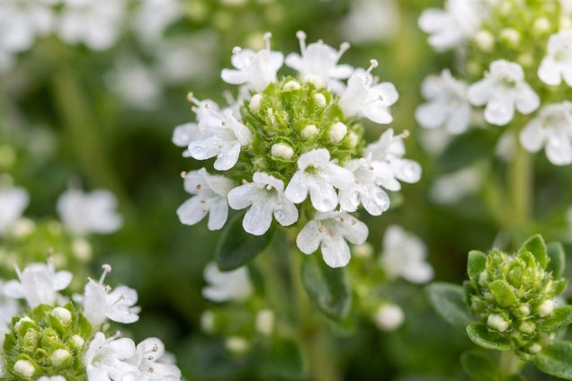 Thymus praecox 'Albiflorus' bloemen