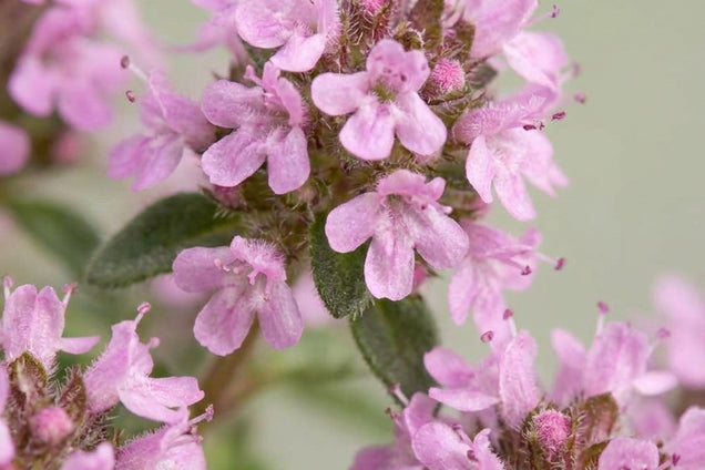 Thymus praecox 'Bressingham' bloem