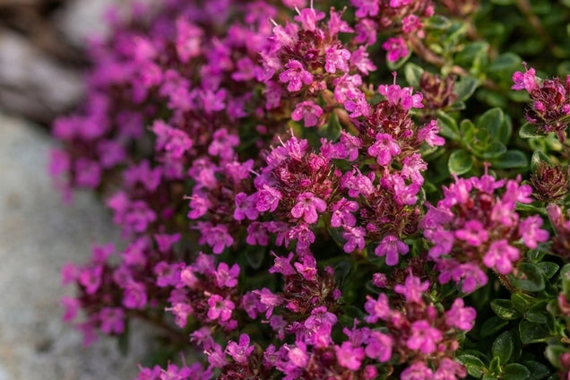 Thymus praecox 'Creeping Red' bloem