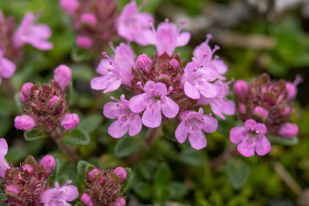 Thymus praecox 'Hall's Variety' bloem