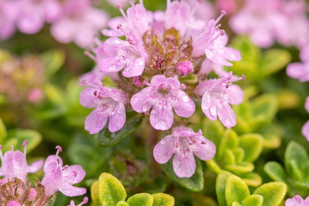 Thymus praecox 'Minor' bloem
