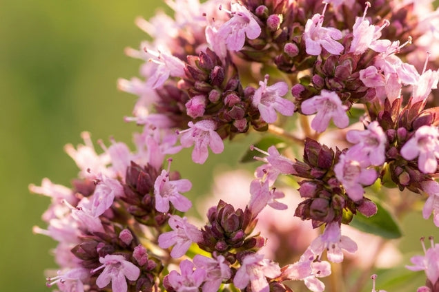 Thymus praecox 'Pink Chintz' bloem