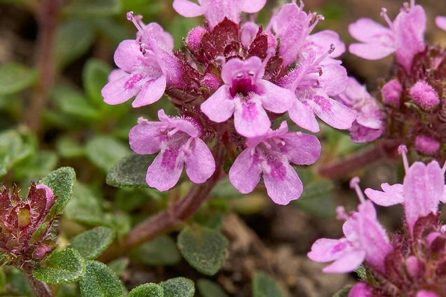 Thymus praecox 'Pseudolanuginosus' bloem