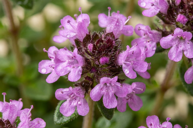 Thymus praecox 'Purple Beauty' bloem