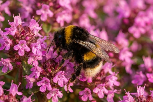 Thymus praecox 'Red Carpet' bloem