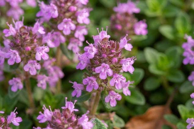 Thymus pulegioides 'Tabor' bloem