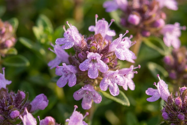 Thymus serpyllum bloem