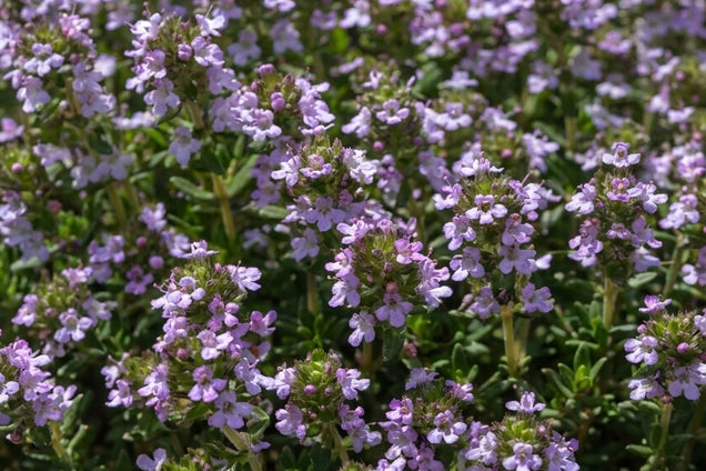Thymus vulgaris 'Compactus' bloem