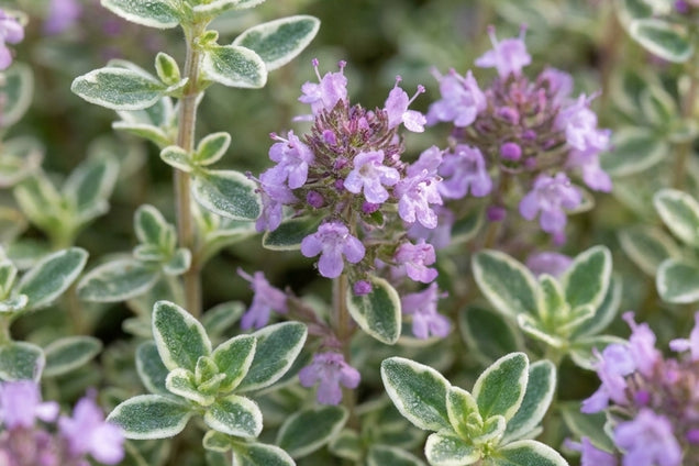 Thymus vulgaris 'Silver Posie' bloem