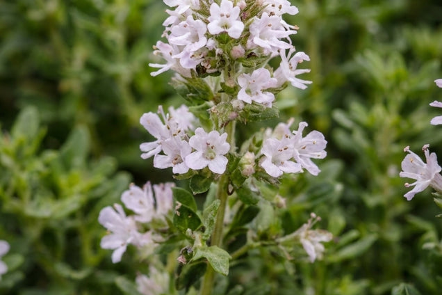 Thymus vulgaris bloem