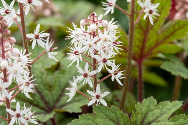 Tiarella 'Appalachian Trail' bloem
