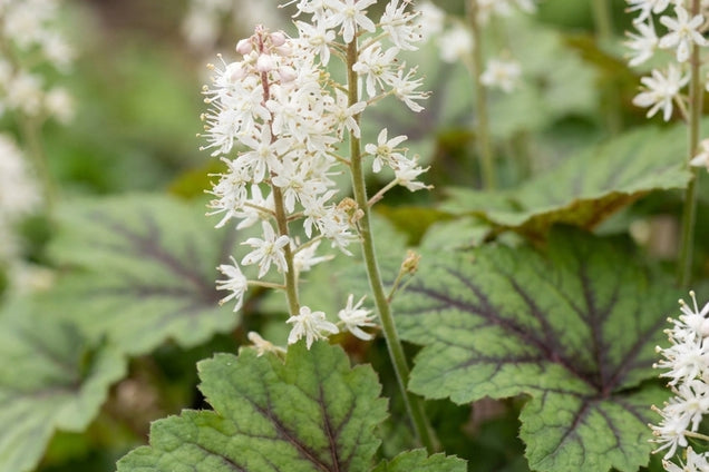 Tiarella cordifolia 'Brandywine' bloem
