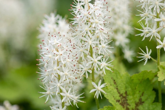 Tiarella cordifolia 'Moorgrün' bloemen