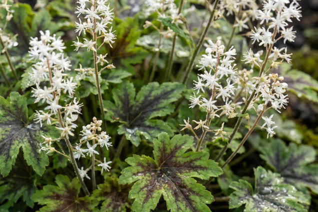 Tiarella 'Timbuktu' bloem