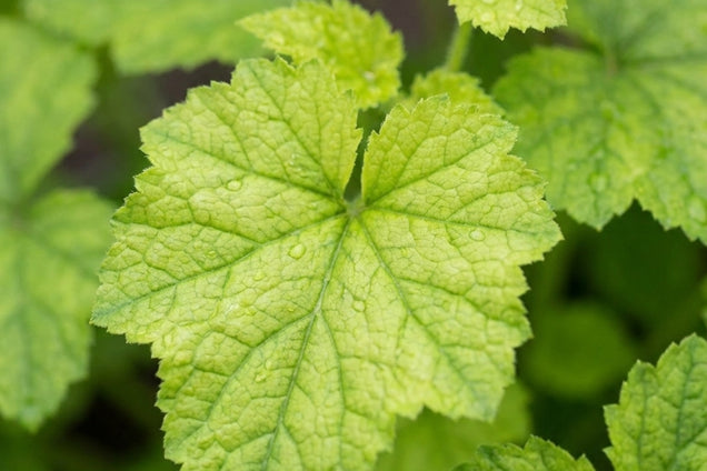 Tolmiea menziesii 'Cool Gold' bladeren